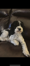 Lost Male Dog last seen Stumpy lake, Virginia Beach, VA 23456