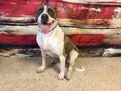 Shelter Stray Female Dog last seen , Doral, FL 33122