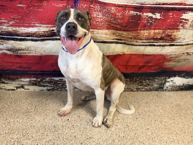 Shelter Stray Female Dog last seen , Doral, FL 33122