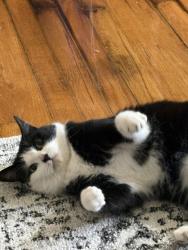 Lost Female Cat last seen venice, Brick Township, NJ 08723
