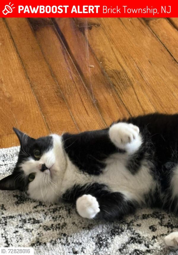 Lost Female Cat last seen venice, Brick Township, NJ 08723