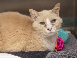 Shelter Stray Male Cat last seen INDIGO ST/INCA CIR, Phoenix, AZ 85008