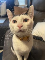 Lost Female Cat last seen Boxing bear brewry, Albuquerque, NM 87112