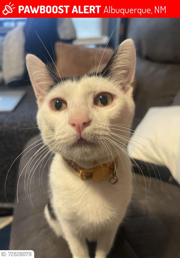 Lost Female Cat last seen Boxing bear brewry, Albuquerque, NM 87112