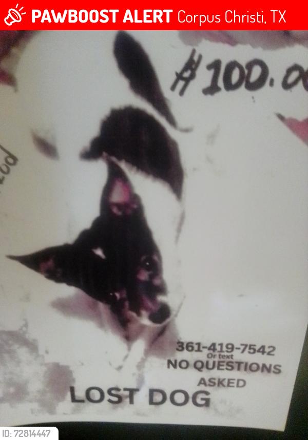 Lost Male Dog last seen Baldwin bvd animal clinic &Crosstown cross st ran into that n neighborhoodcross st  ran cross st into that neigo, Corpus Christi, TX 78405