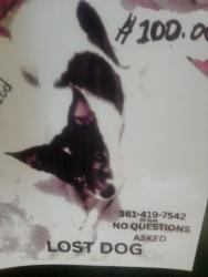 Lost Male Dog last seen Baldwin bvd animal clinic &Crosstown cross st ran into that n neighborhoodcross st  ran cross st into that neigo, Corpus Christi, TX 78405