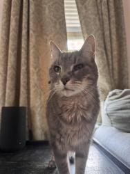 Lost Male Cat last seen Gosling , The Woodlands, TX 77389