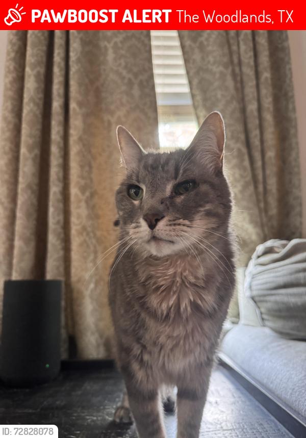 Lost Male Cat last seen Gosling , The Woodlands, TX 77389