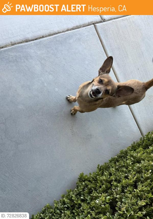 Found/Stray Male Dog last seen Julianne Ave Hesperia, CA 92345 , Hesperia, CA 92345