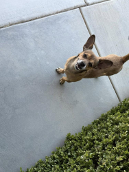 Found/Stray Male Dog last seen Julianne Ave Hesperia, CA 92345 , Hesperia, CA 92345