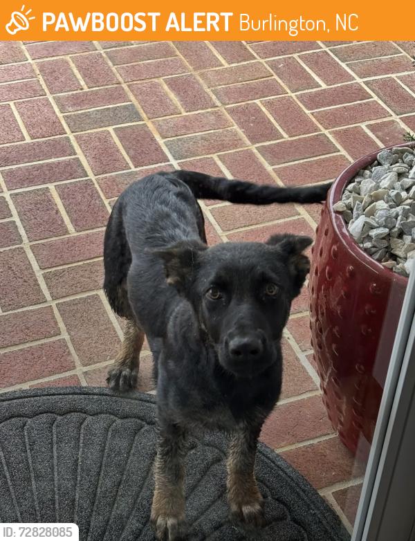 Found/Stray Female Dog last seen Near Jeffries cross road, Burlington, NC 27217