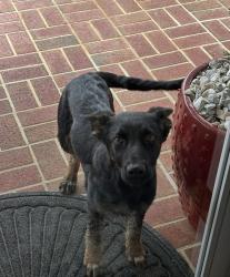 Found/Stray Female Dog last seen Near Jeffries cross road, Burlington, NC 27217
