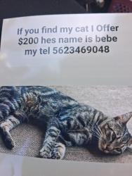 Lost Male Cat last seen Paramount blv, Los Angeles, CA 90044
