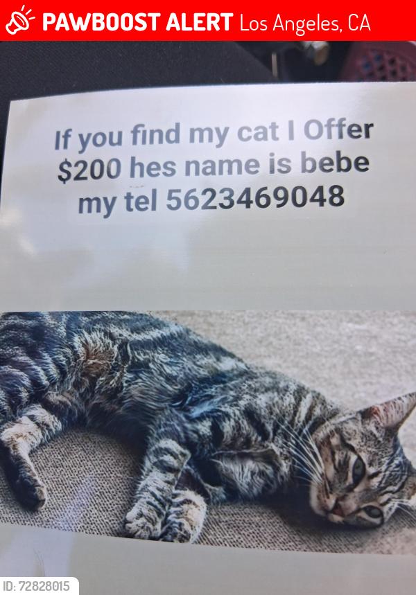 Lost Male Cat last seen Paramount blv, Los Angeles, CA 90044