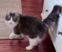 Found/Stray Unknown Cat last seen Washintgon Blvd, Los Angeles, CA 90018
