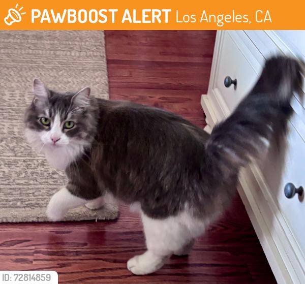 Found/Stray Unknown Cat last seen Washintgon Blvd, Los Angeles, CA 90018