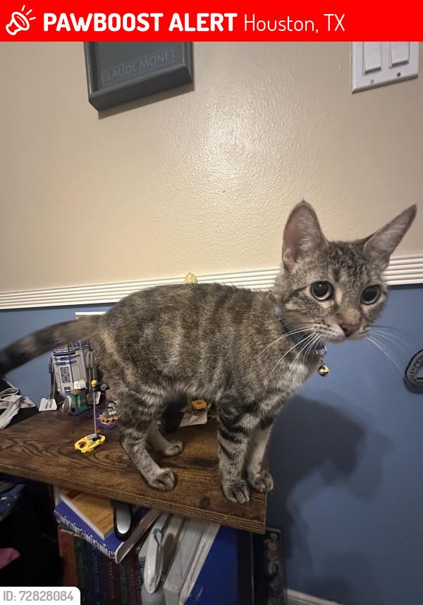 Lost Female Cat last seen Queenston , Houston, TX 77095