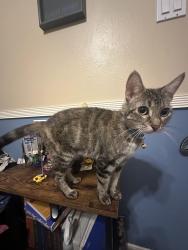 Lost Female Cat last seen Queenston , Houston, TX 77095