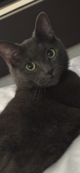 Lost Male Cat last seen Rock hill place asheville-  in the trailor park , Asheville, NC 28803