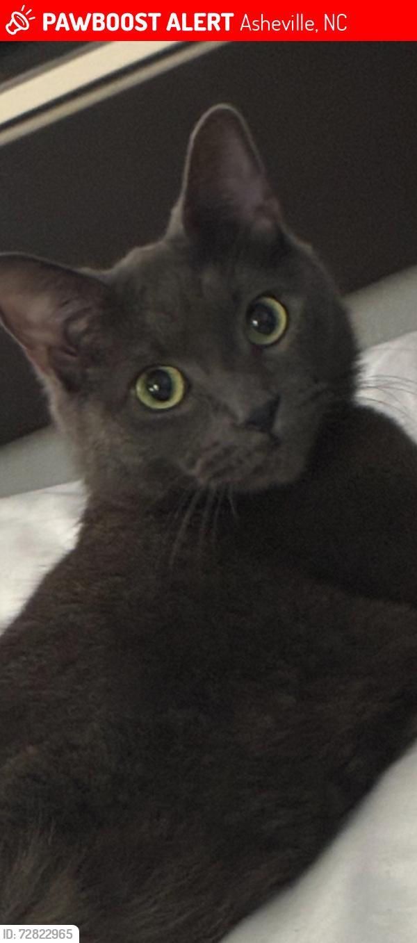 Lost Male Cat last seen Rock hill place asheville-  in the trailor park , Asheville, NC 28803