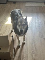 Lost Female Dog last seen E 13th St, Pueblo, CO 81001