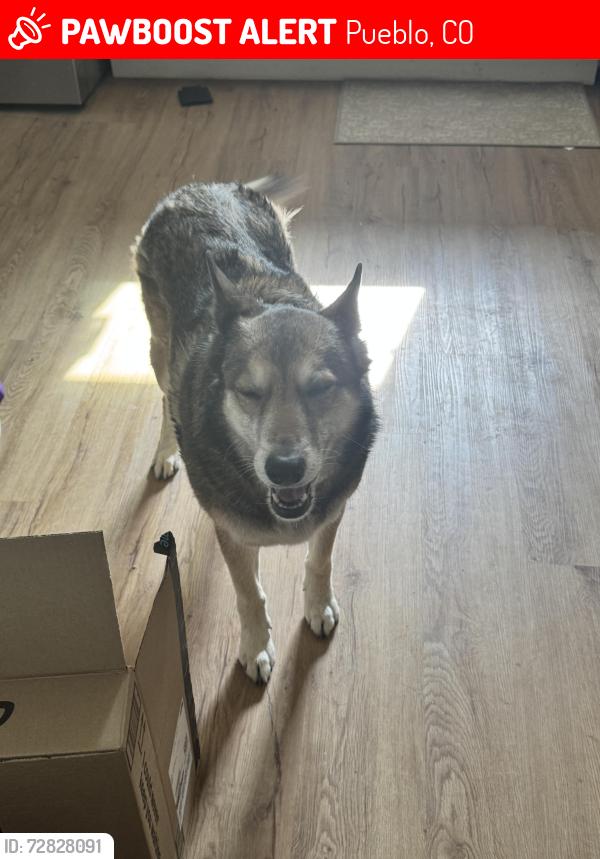 Lost Female Dog last seen E 13th St, Pueblo, CO 81001