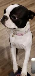 Lost Female Dog last seen Near block of w Medford, Milwaukee, WI 53216
