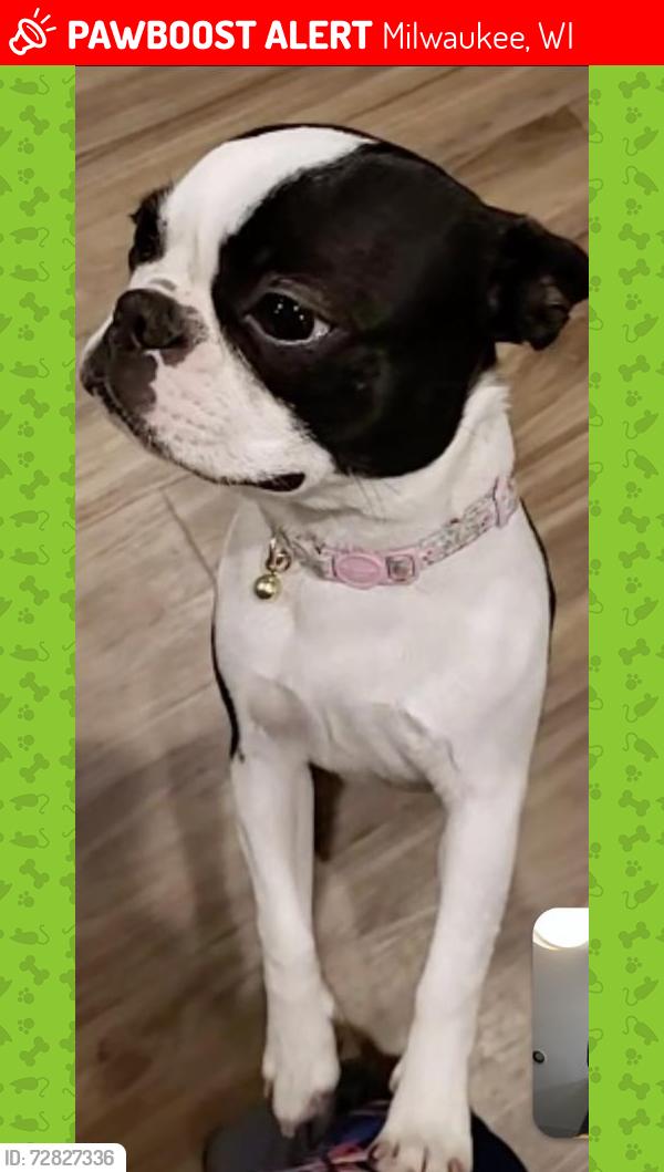 Lost Female Dog last seen Near block of w Medford, Milwaukee, WI 53216