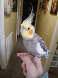 Lost Male Bird last seen Near huntersglen circle, Humble, TX 77396, Humble, TX 77396