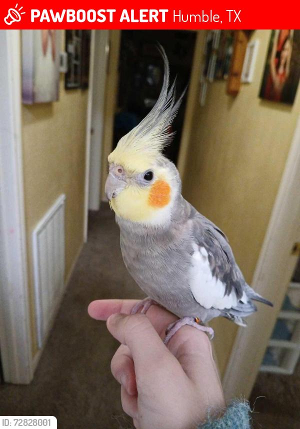 Lost Male Bird last seen Near huntersglen circle, Humble, TX 77396, Humble, TX 77396