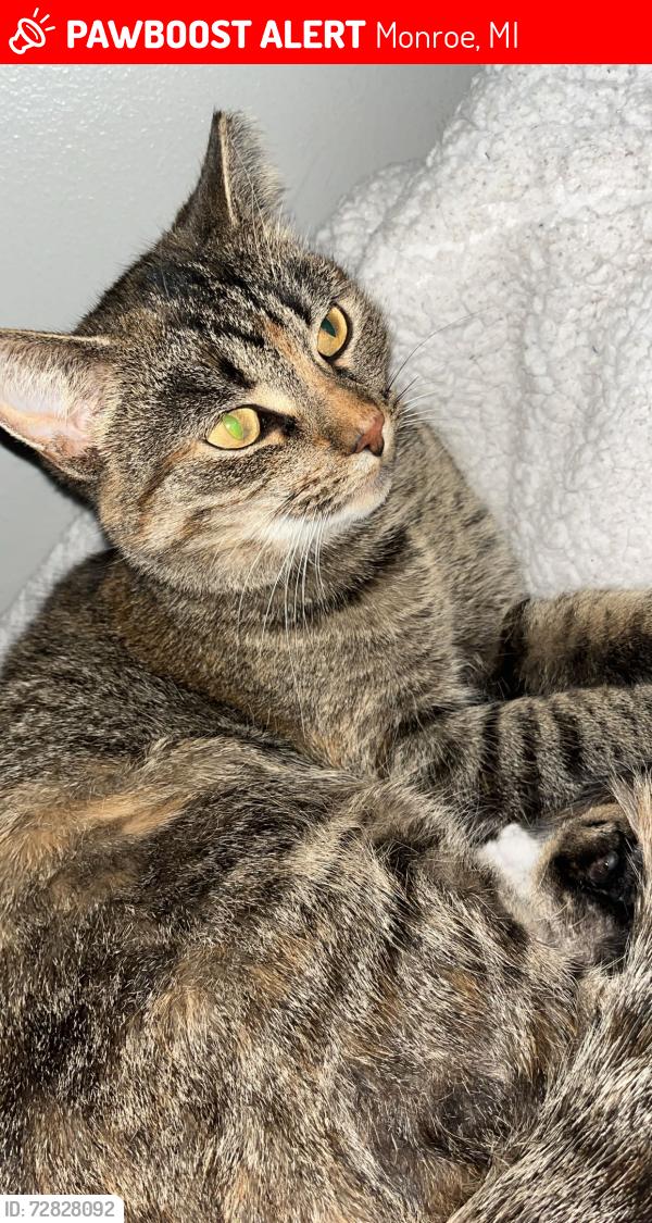 Lost Female Cat last seen East Willow Street , Monroe, MI 48162