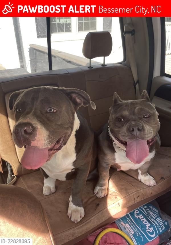 Lost Female Dog last seen Bessemer city high school, Bessemer City, NC 28016
