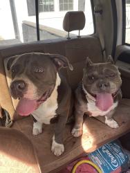 Lost Female Dog last seen Bessemer city high school , Bessemer City, NC 28016