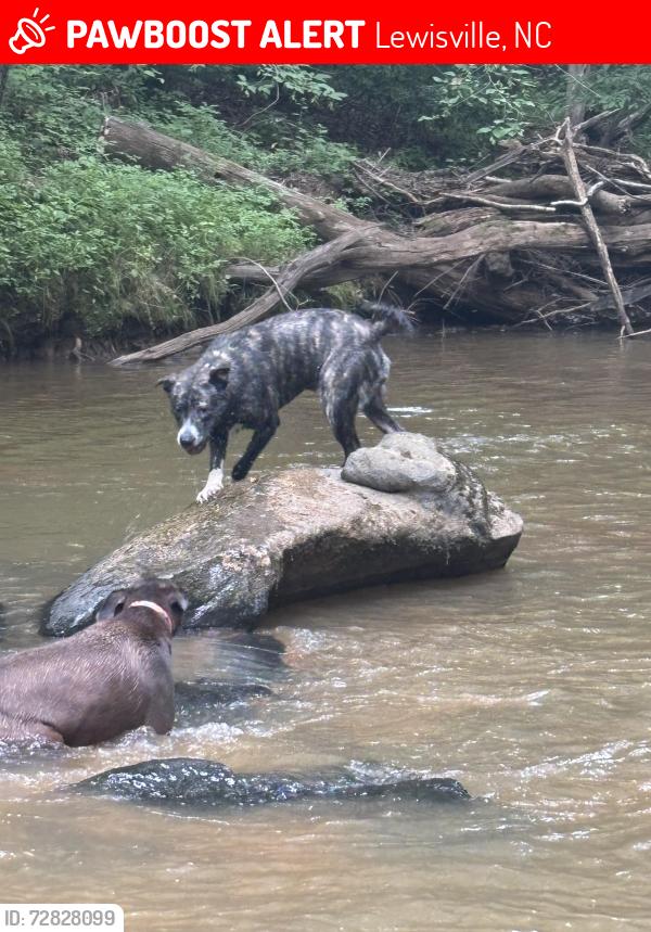 Lost Male Dog last seen Near Reynolds rd, Lewisville nc , Lewisville, NC 27023