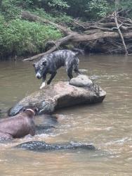 Lost Male Dog last seen Near Reynolds rd, Lewisville nc , Lewisville, NC 27023