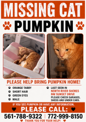 Lost Male Cat last seen North River Shores, Stuart, FL 34994