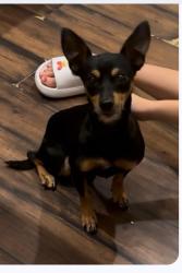 Reunited Male Dog last seen 127th ave and Cactus Rd, El Mirage, AZ 85335