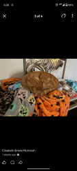 Lost Male Cat last seen Maple Avenue Nicholasville Ky, Nicholasville, KY 40356