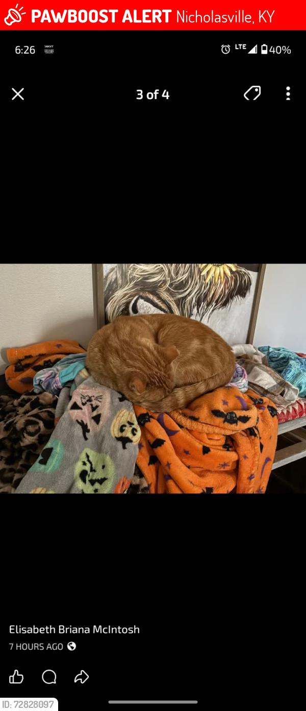 Lost Male Cat last seen Maple Avenue Nicholasville Ky, Nicholasville, KY 40356