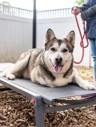 Shelter Stray Male Dog last seen Near Loveless Dr., 30294, GA, Atlanta, GA 30341