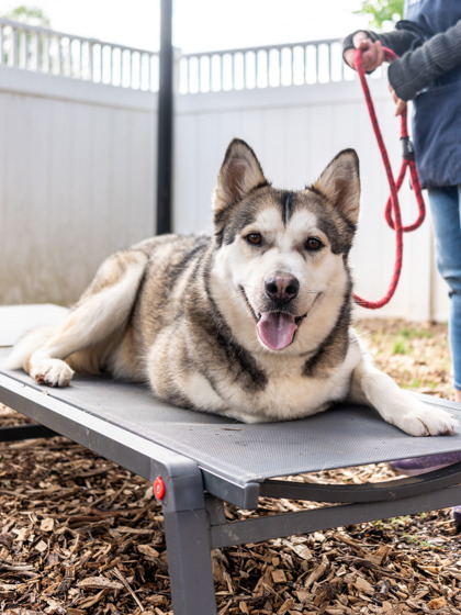 Shelter Stray Male Dog last seen Near Loveless Dr., 30294, GA, Atlanta, GA 30341