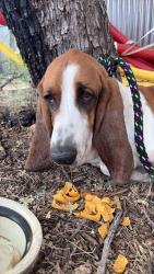 Found/Stray Male Dog last seen Oracle and Fort Lowell, Tucson, AZ 85705