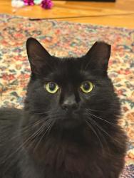 Lost Male Cat last seen Chalmers St, San Diego 92103 , San Diego, CA 92103