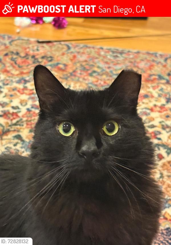 Lost Male Cat last seen Chalmers St, San Diego 92103 , San Diego, CA 92103