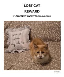 Lost Male Cat last seen 213th Street and 98th Avenue, near Old Cutler Road, Cutler Bay, FL 33157