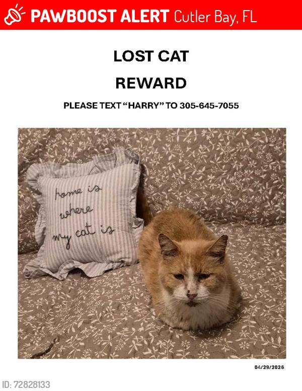 Lost Male Cat last seen 213th Street and 98th Avenue, near Old Cutler Road, Cutler Bay, FL 33157