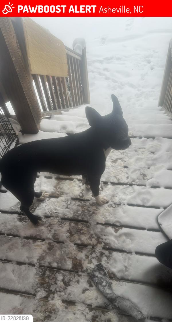 Lost Female Dog last seen State street and Michigan , Asheville, NC 28806