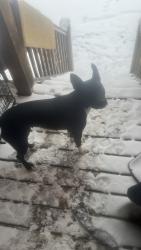 Lost Female Dog last seen State street and Michigan , Asheville, NC 28806