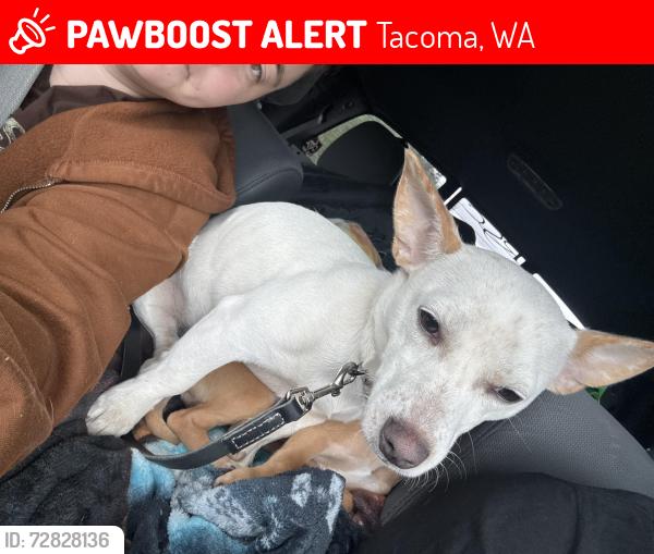 Lost Female Dog last seen Just along that road , Tacoma, WA 98446