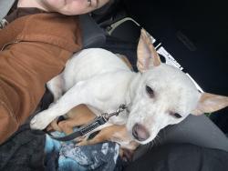 Lost Female Dog last seen Just along that road , Tacoma, WA 98446